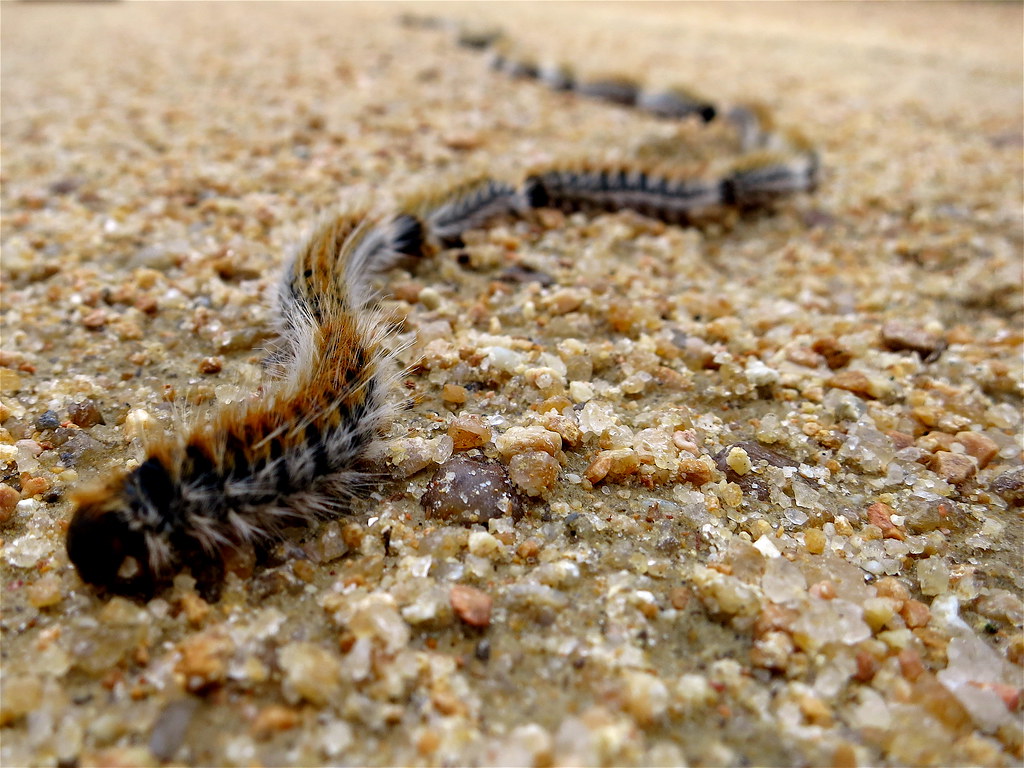 oruga procesionaria del pino